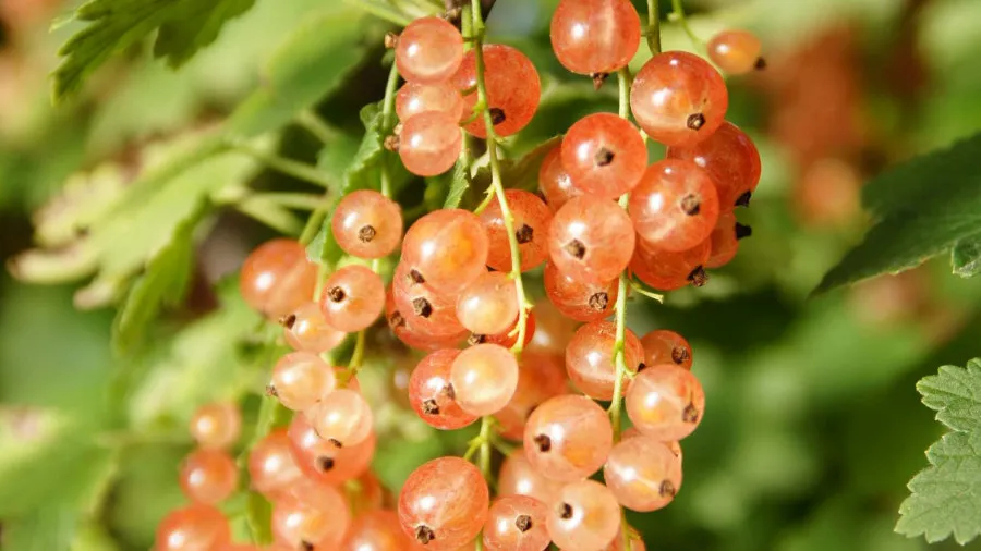 Krzewiński marjapõõsaste puukooli hulgimüük 04