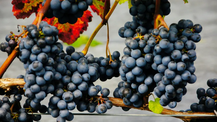 Krzewiński marjapõõsaste puukooli hulgimüük 05