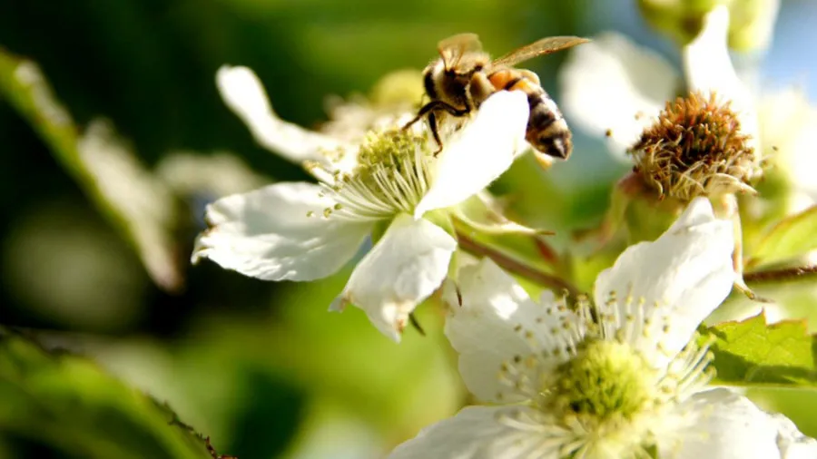 Krzewiński marjapõõsaste puukooli hulgimüük 07