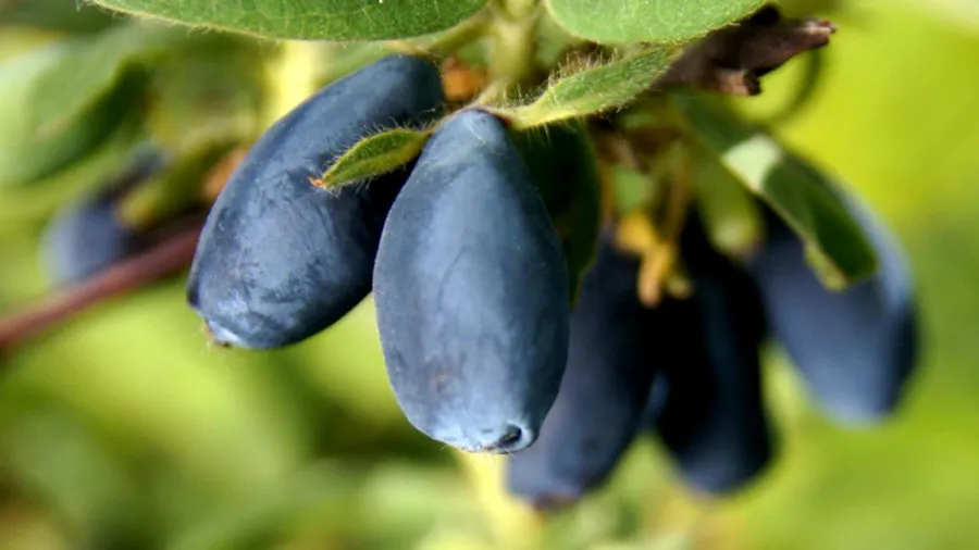 Krzewiński marjapõõsaste puukooli hulgimüük 10