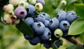 Krzewiński marjapõõsaste puukooli hulgimüük - img 01