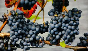 Krzewiński marjapõõsaste puukooli hulgimüük - img 06