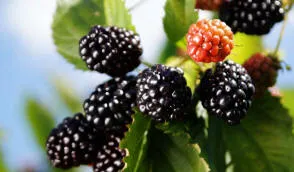 Krzewiński marjapõõsaste puukooli hulgimüük - img 09