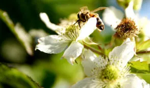 Krzewiński marjapõõsaste puukooli hulgimüük - img 12