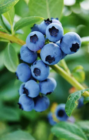 Krzewiński marjapõõsaste puukooli hulgimüük - img 13