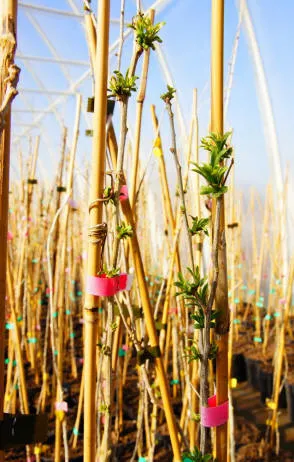 Krzewiński marjapõõsaste puukooli hulgimüük - img 14